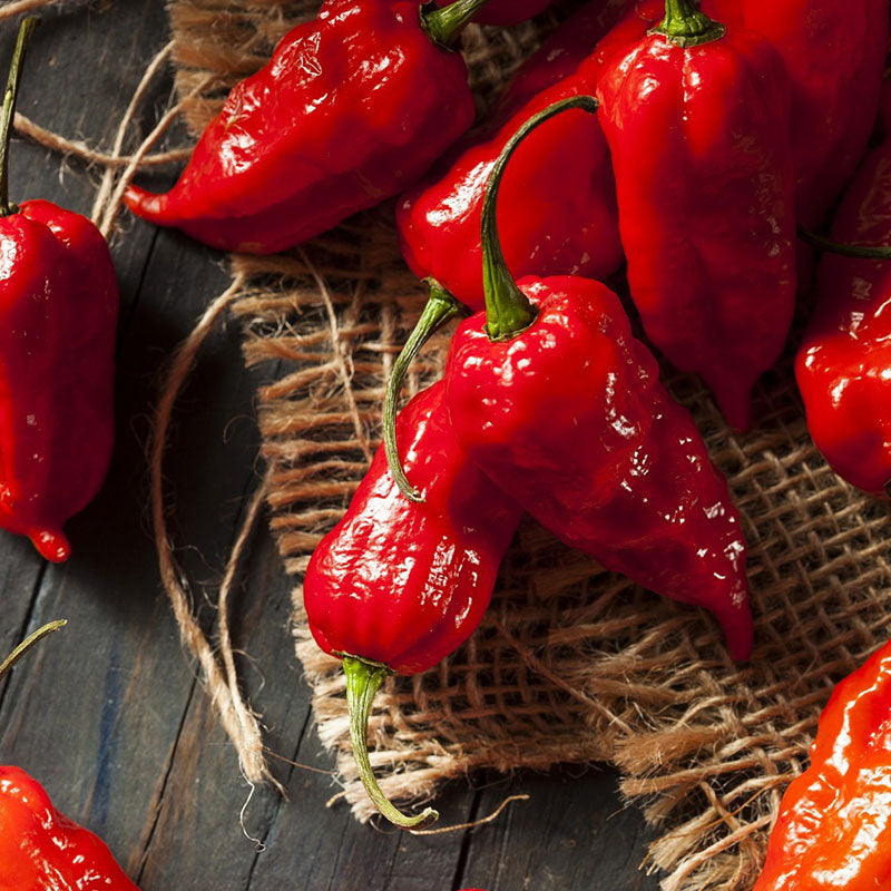 Hot Pepper Seeds - Bhut Jolokia / Ghost