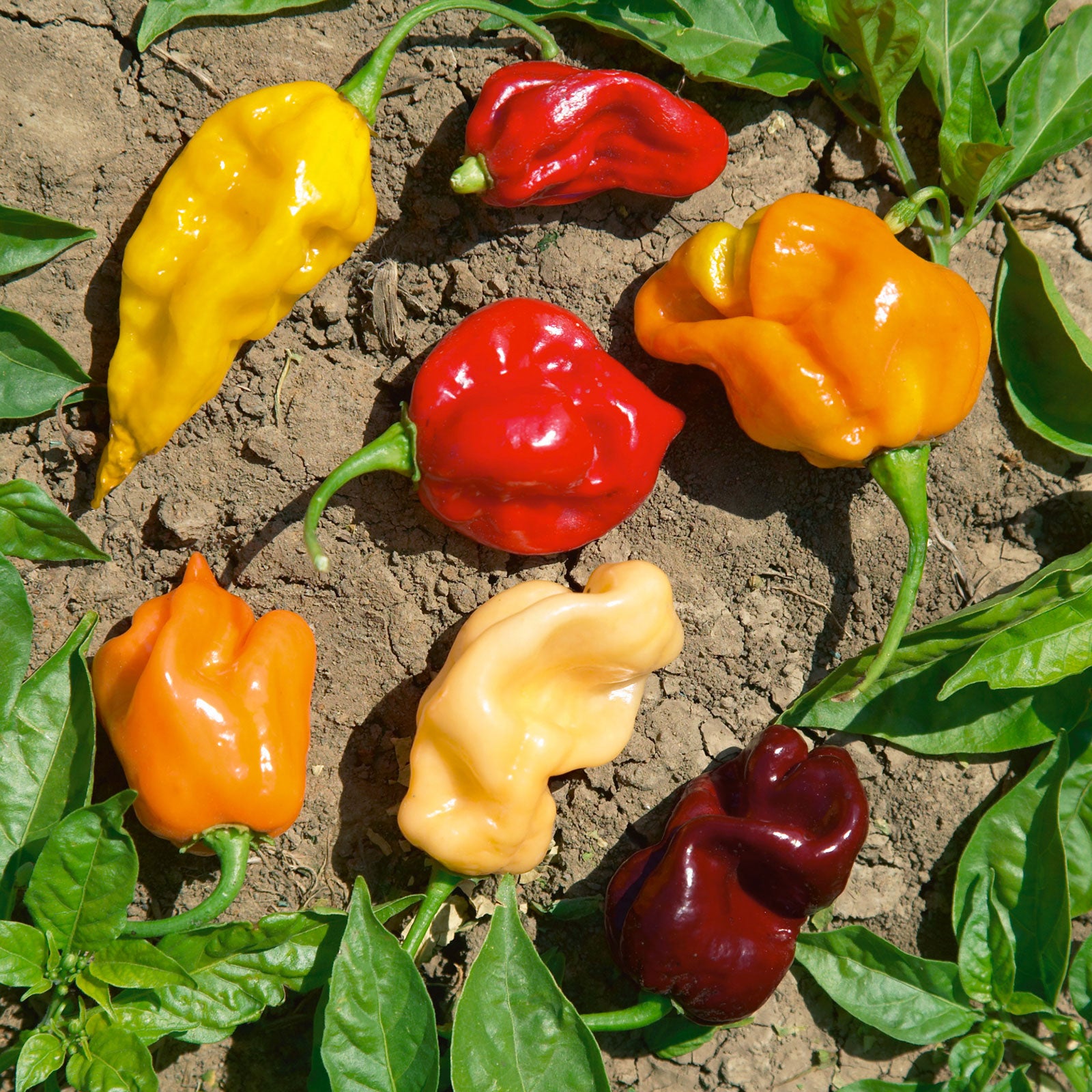 Hot Pepper Seeds - Caribbean Blend