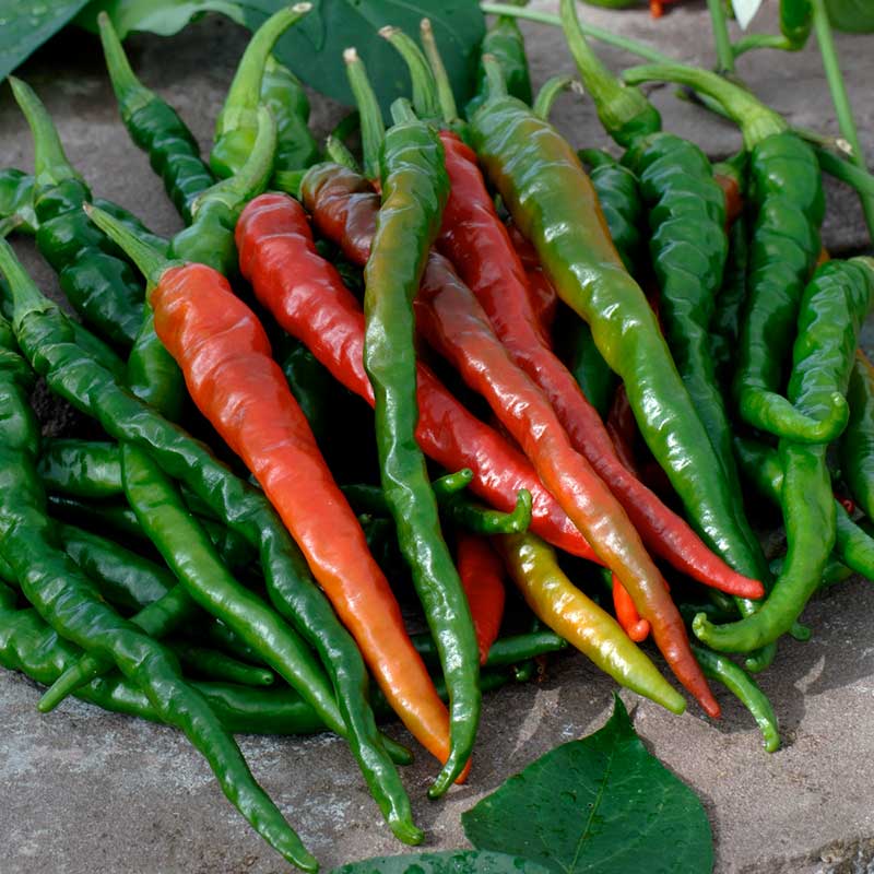 Hot Pepper Seeds - Cayenne Long Red Thin