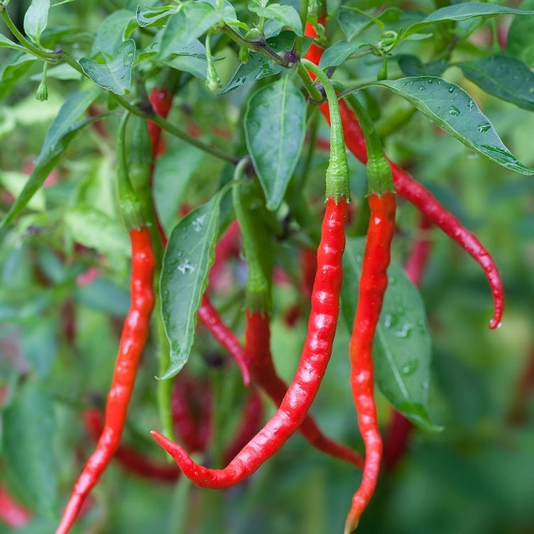 Hot Pepper Seeds - Chile De Arbol