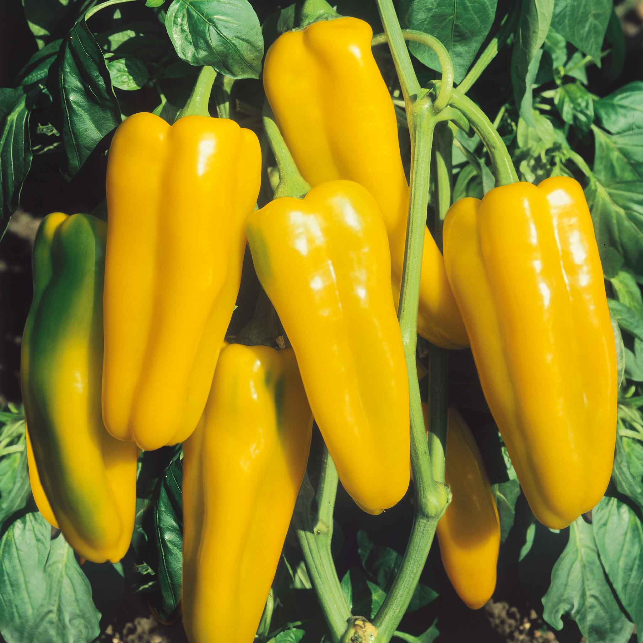 Sweet Pepper Seeds - Golden Marconi