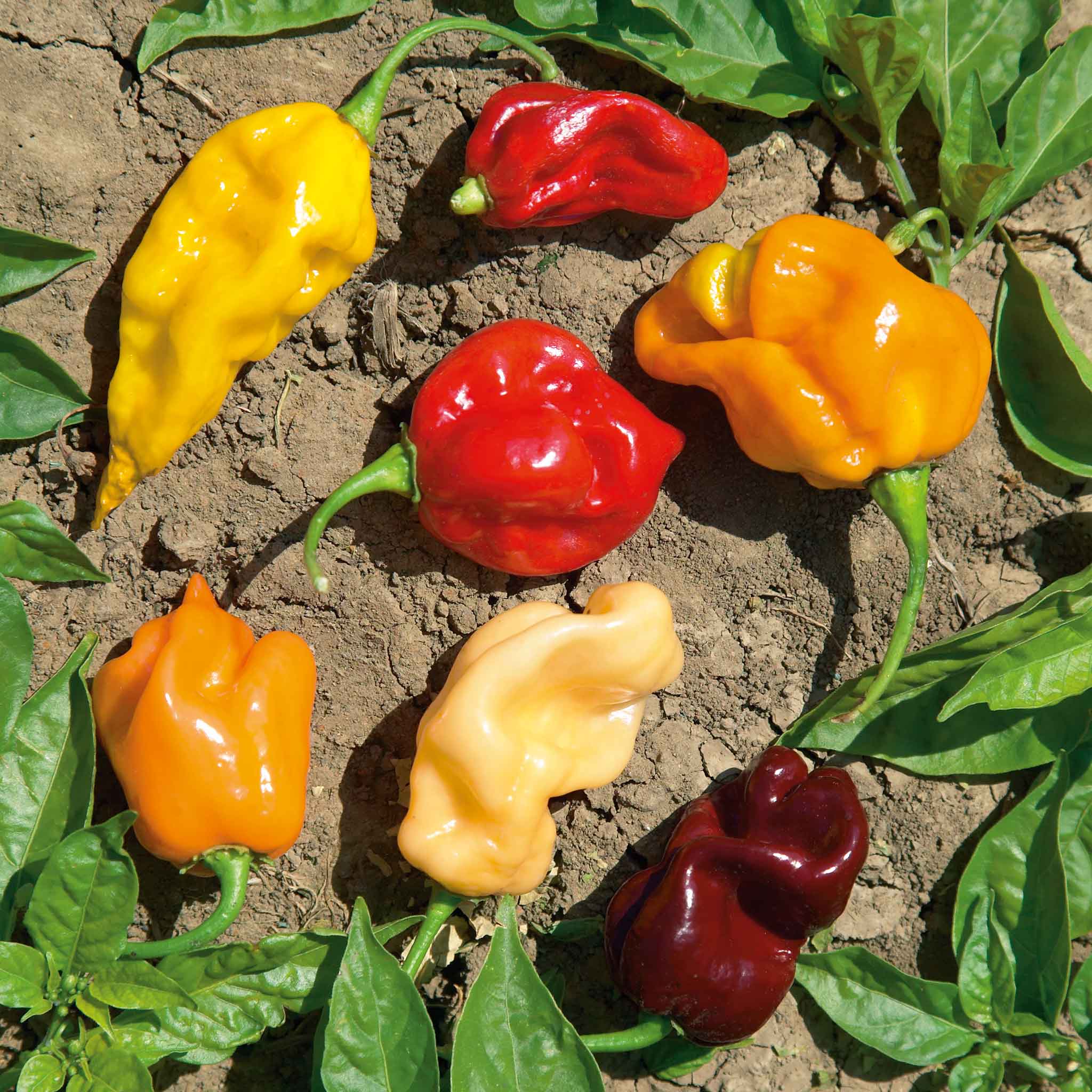 Hot Pepper Seeds - Habanero Mix