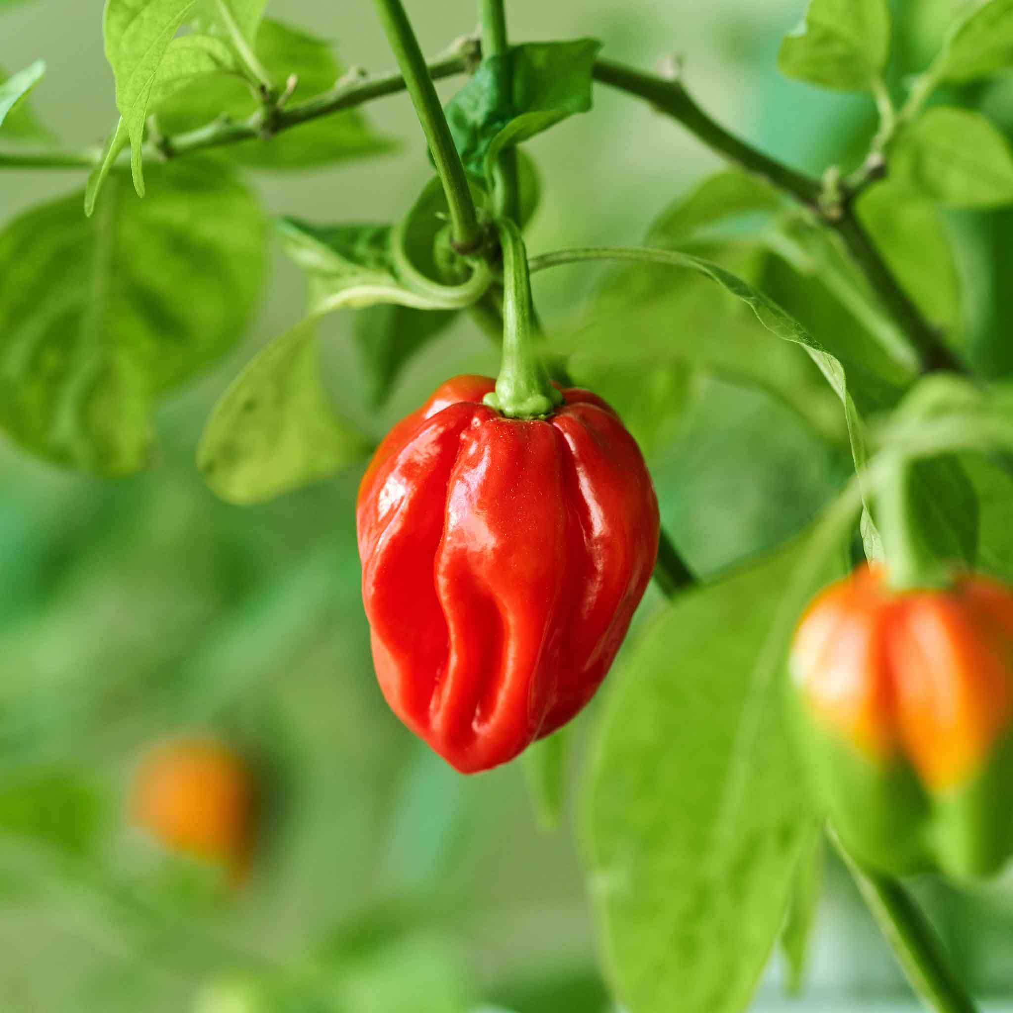 Hot Pepper Seeds - Habanero Red