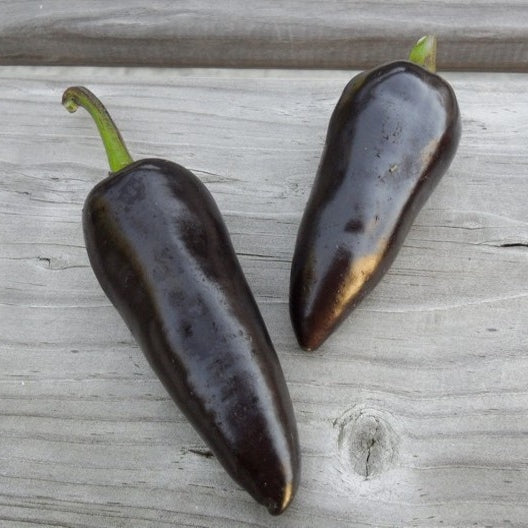 Hot Pepper Seeds - Jalapeno Purple