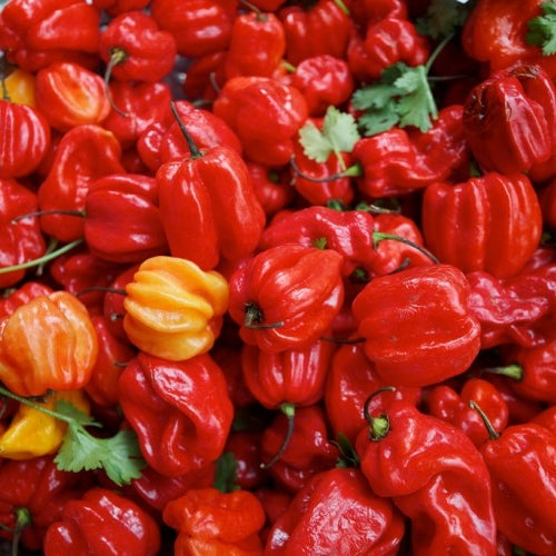 Hot Pepper Seeds - Jamaica Hot Red