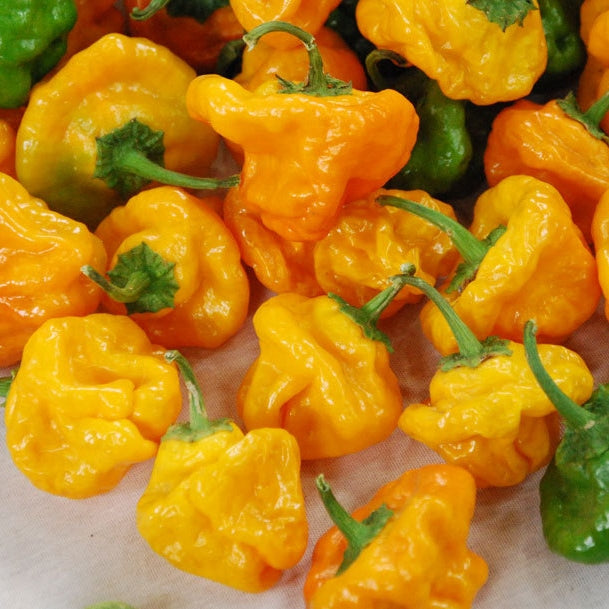 Hot Pepper Seeds - Jamaican Hot Yellow