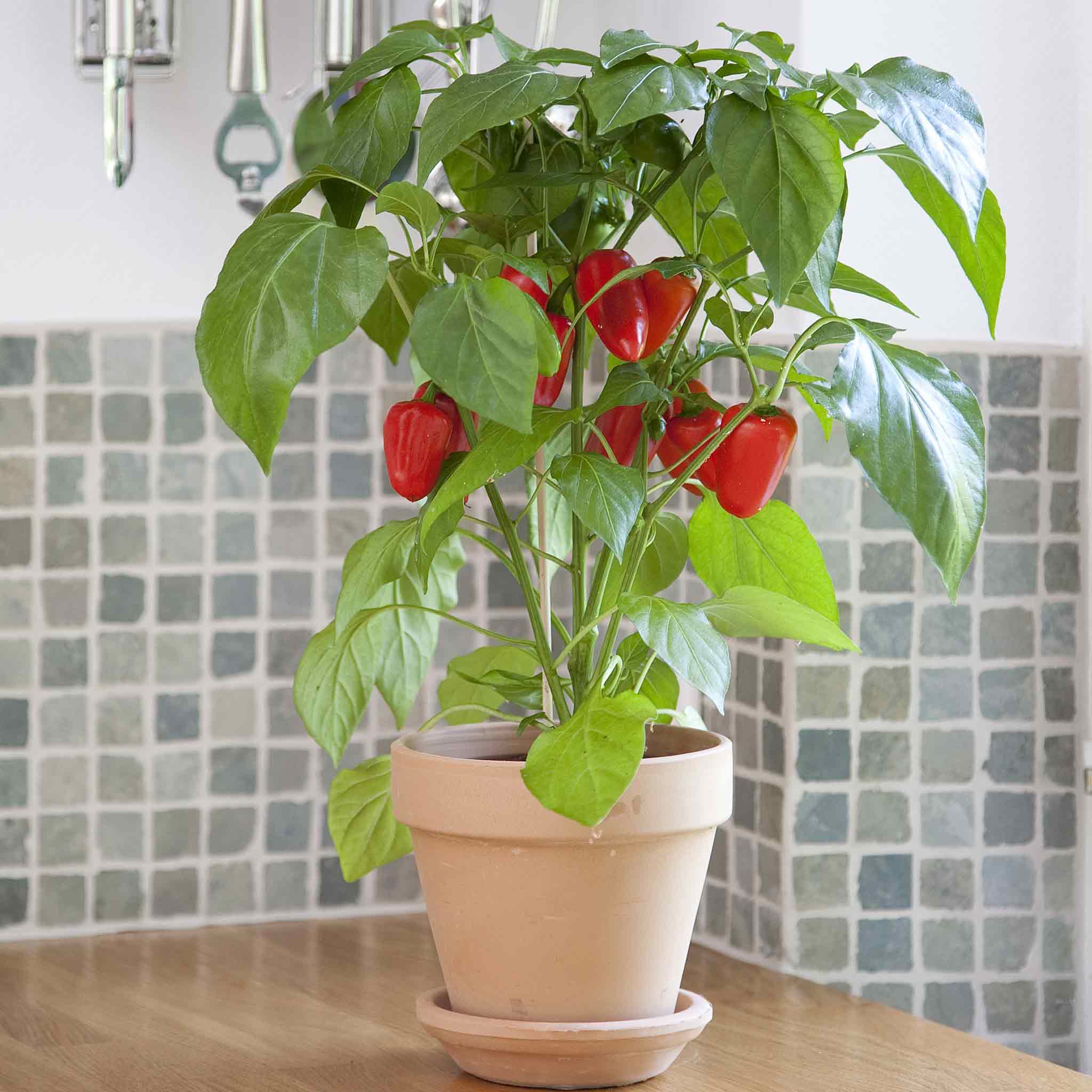 Hot Pepper Seeds - Kitchen Minis 'Fresh Bites Red'