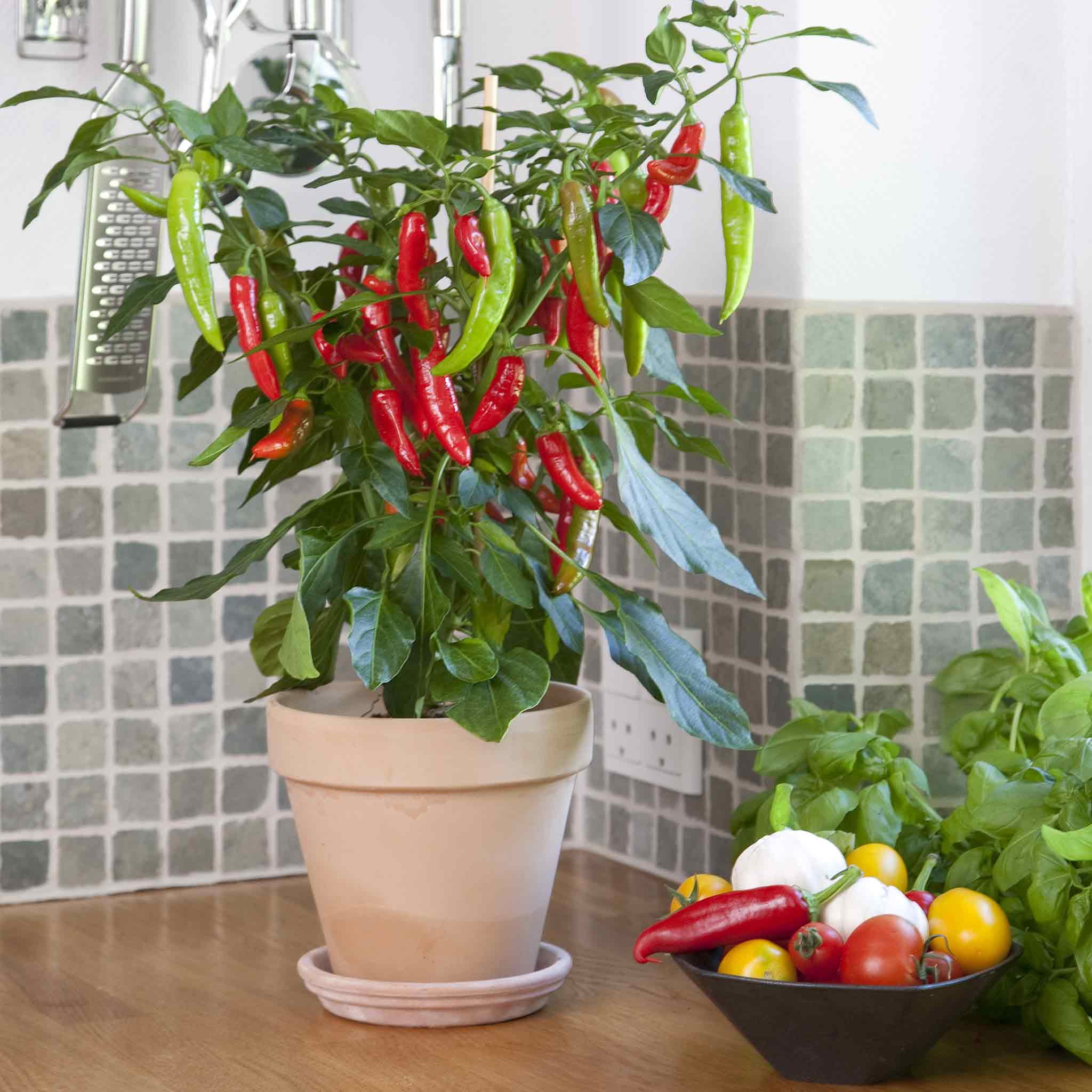 Hot Pepper Seeds - Kitchen Minis 'Hot Fajita'