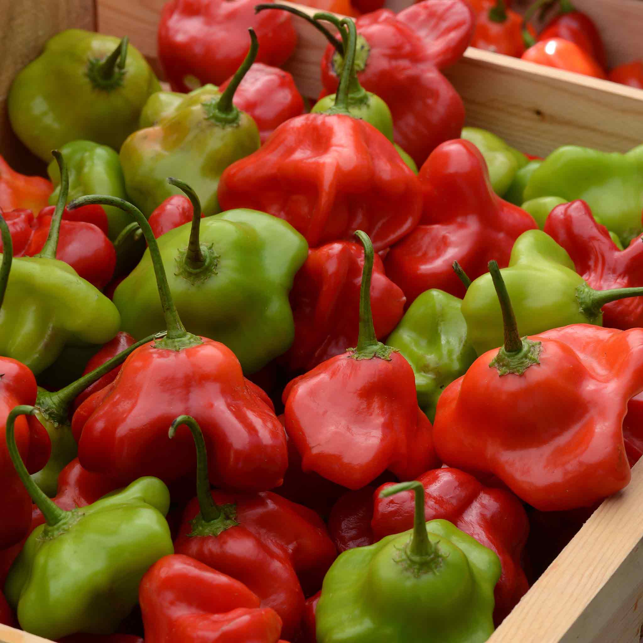 Hot Pepper Seeds - Mad Hatter