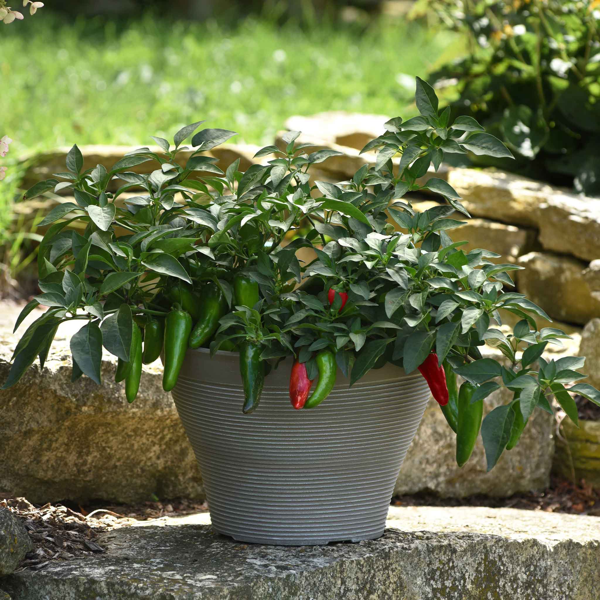 Hot Pepper Seeds - Pot-a-Peno