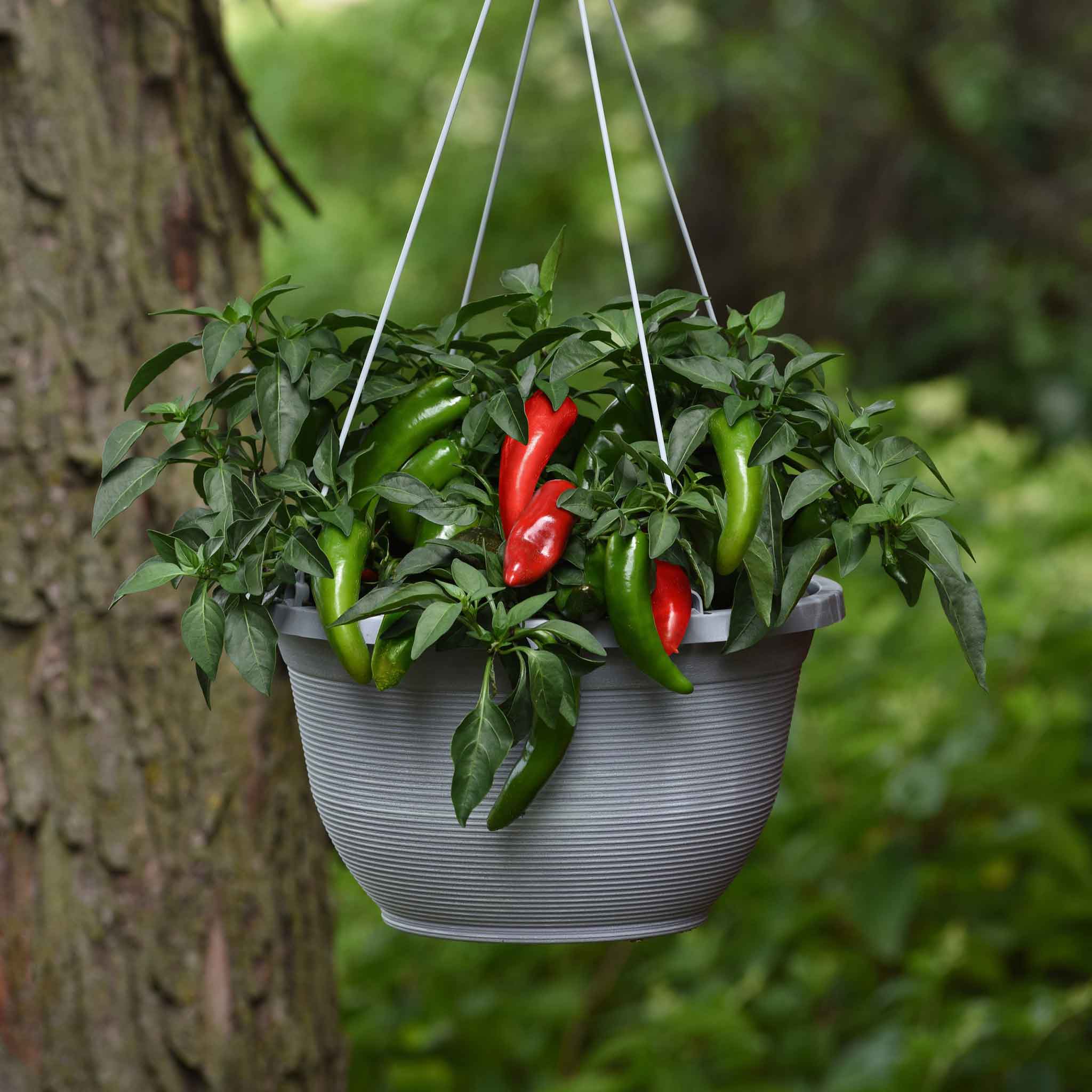 Hot Pepper Seeds - Pot-a-Peno