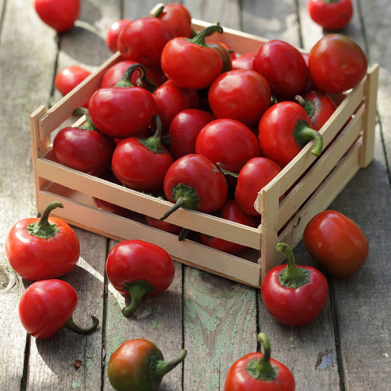 Hot Pepper Seeds - Red Cherry Hot