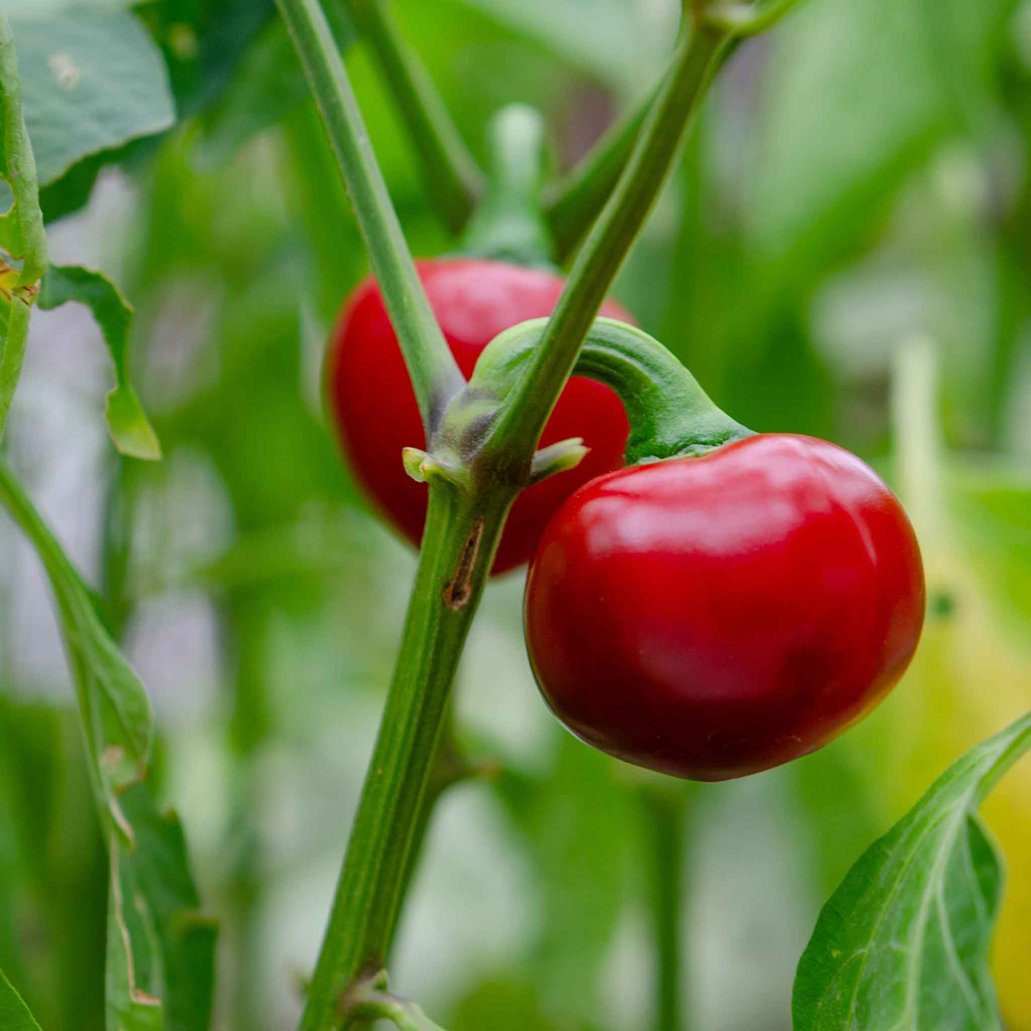 Sweet Pepper Seeds - Red Cherry Sweet