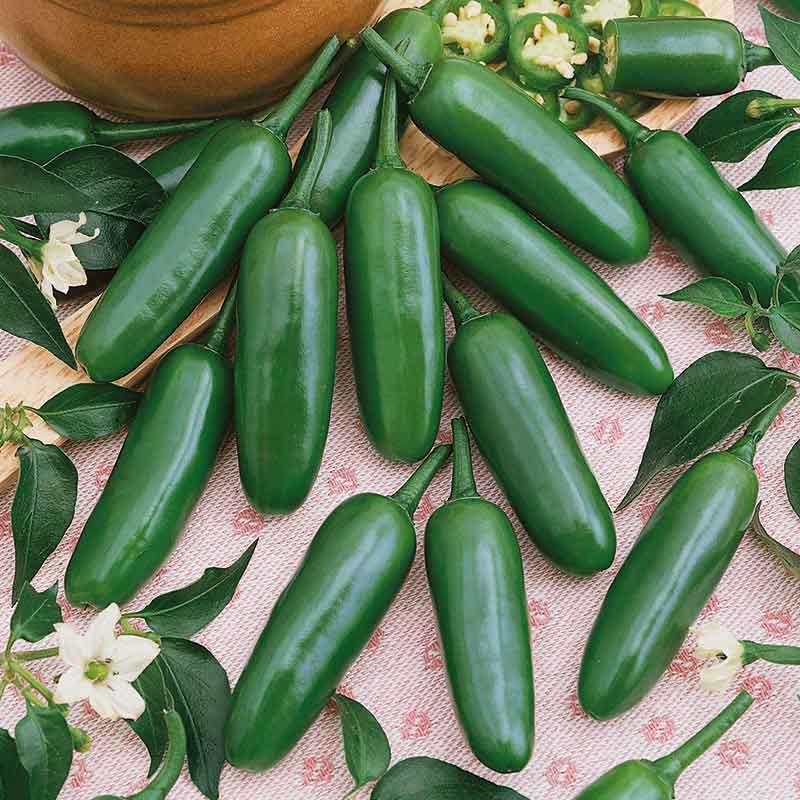 Hot Pepper Seeds - Serrano