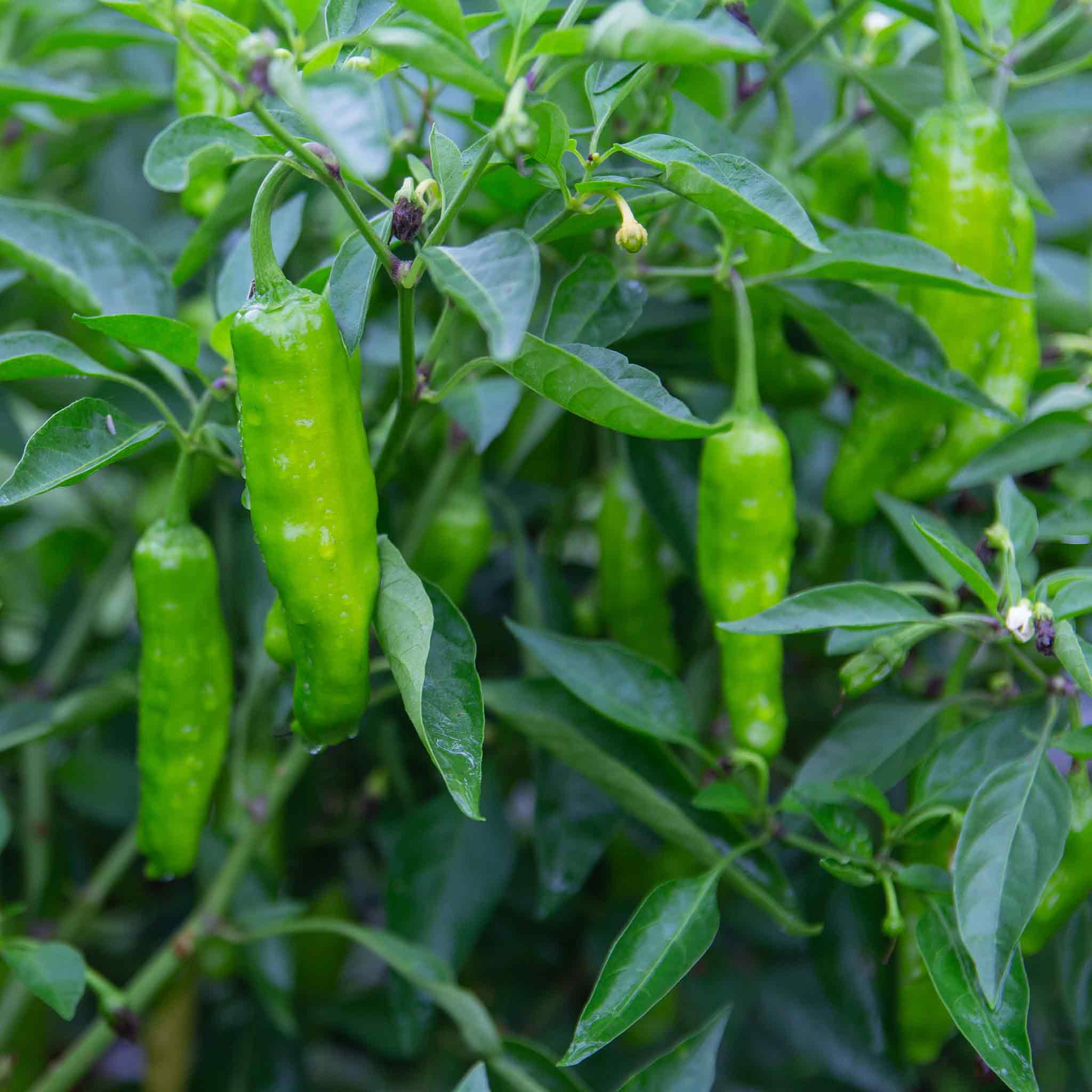 Hot Pepper Seeds - Shishito