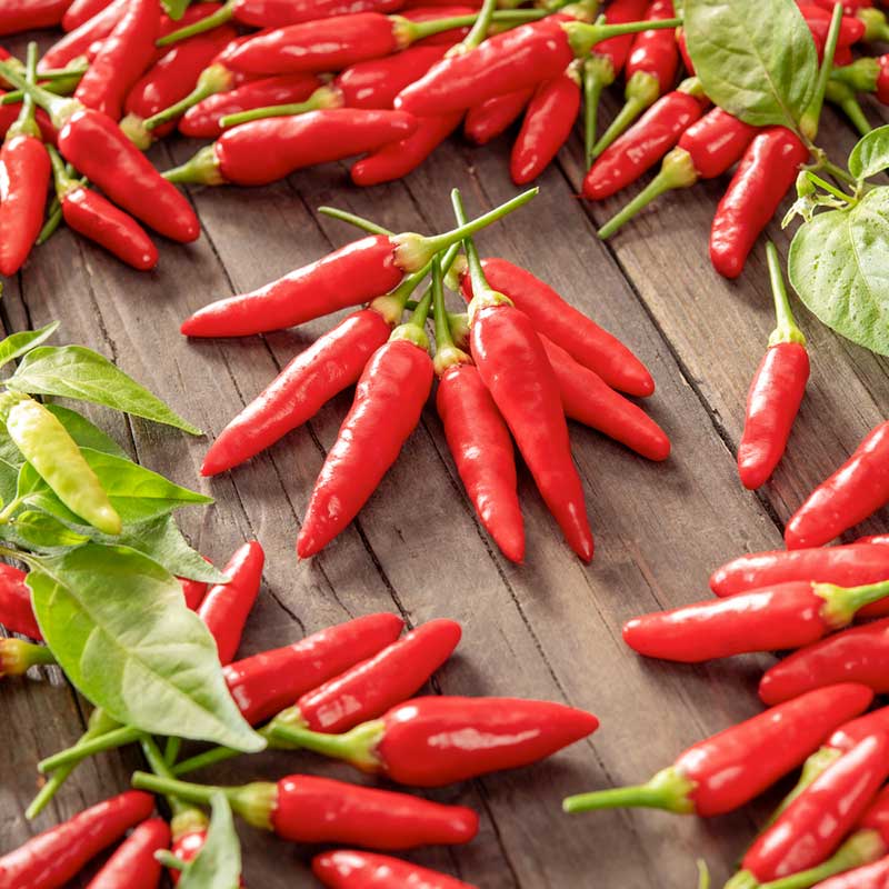 Hot Pepper Seeds - Tabasco