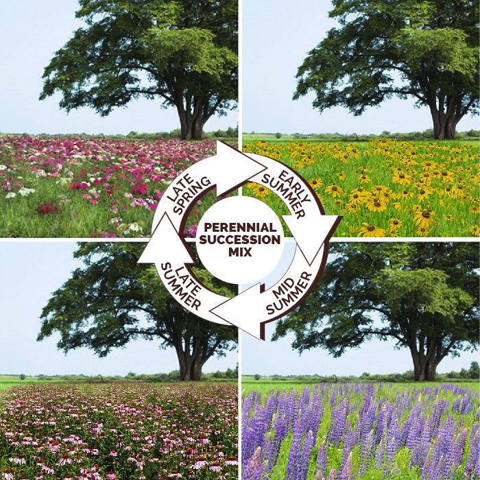 Endless Summer - Perennial Succession Mix