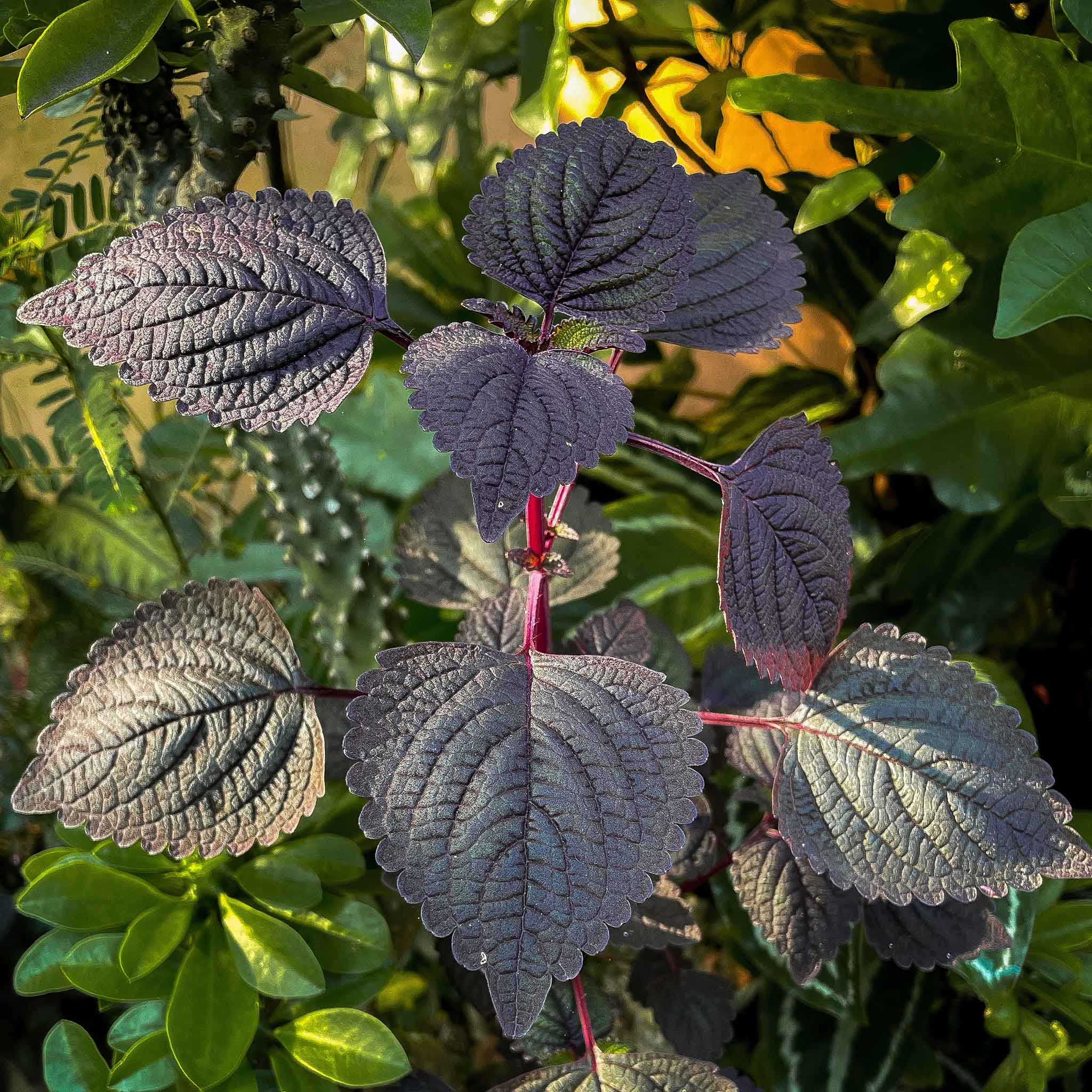 Perilla (Shiso) Seeds