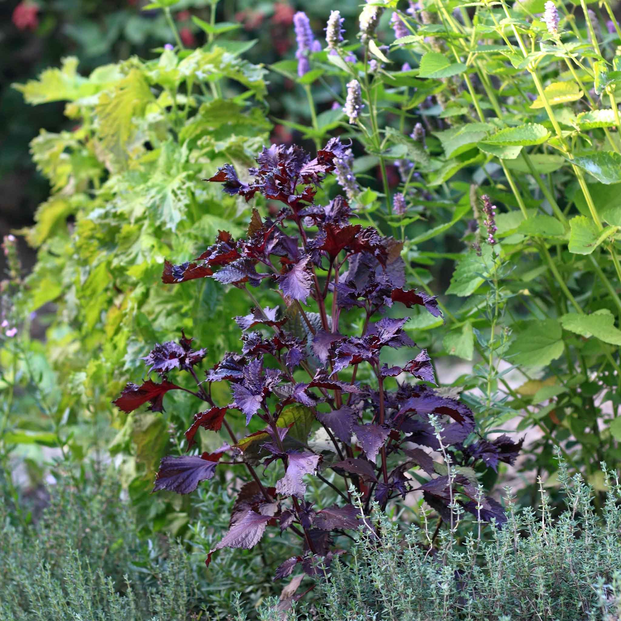 Perilla (Shiso) Seeds