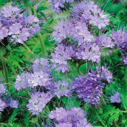 Lacy Phacelia Seeds