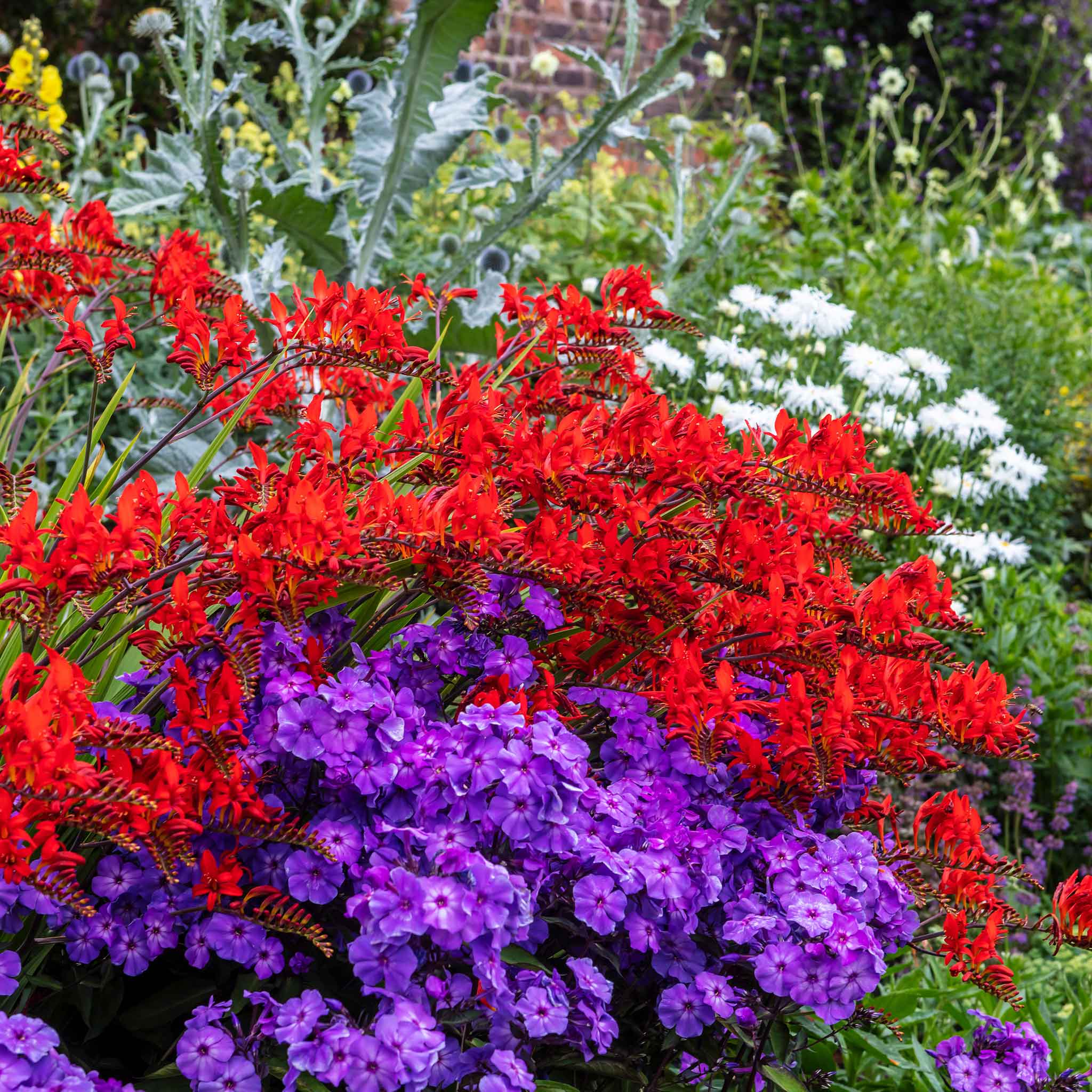 Annual Phlox Seeds - Beauty Blue