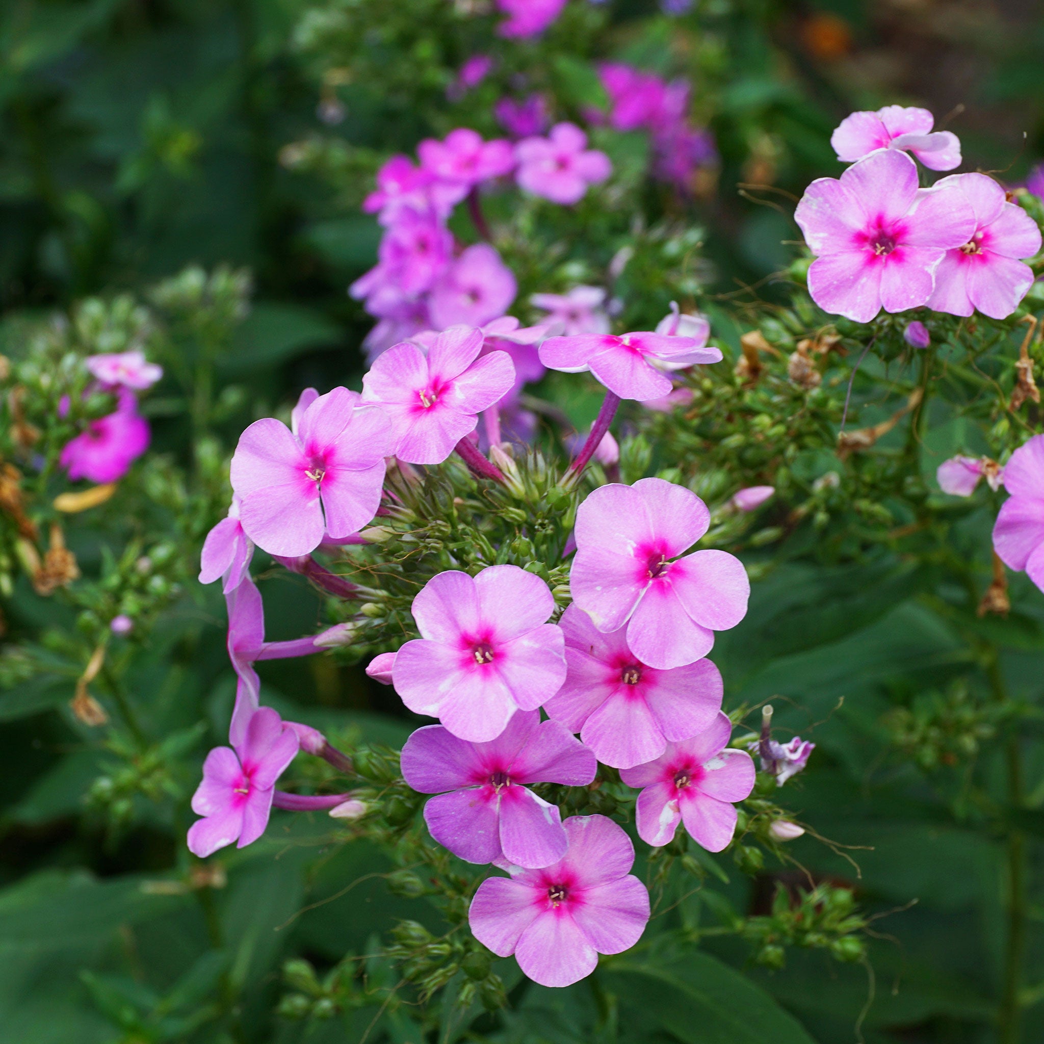 Annual Phlox Seeds - Brilliant