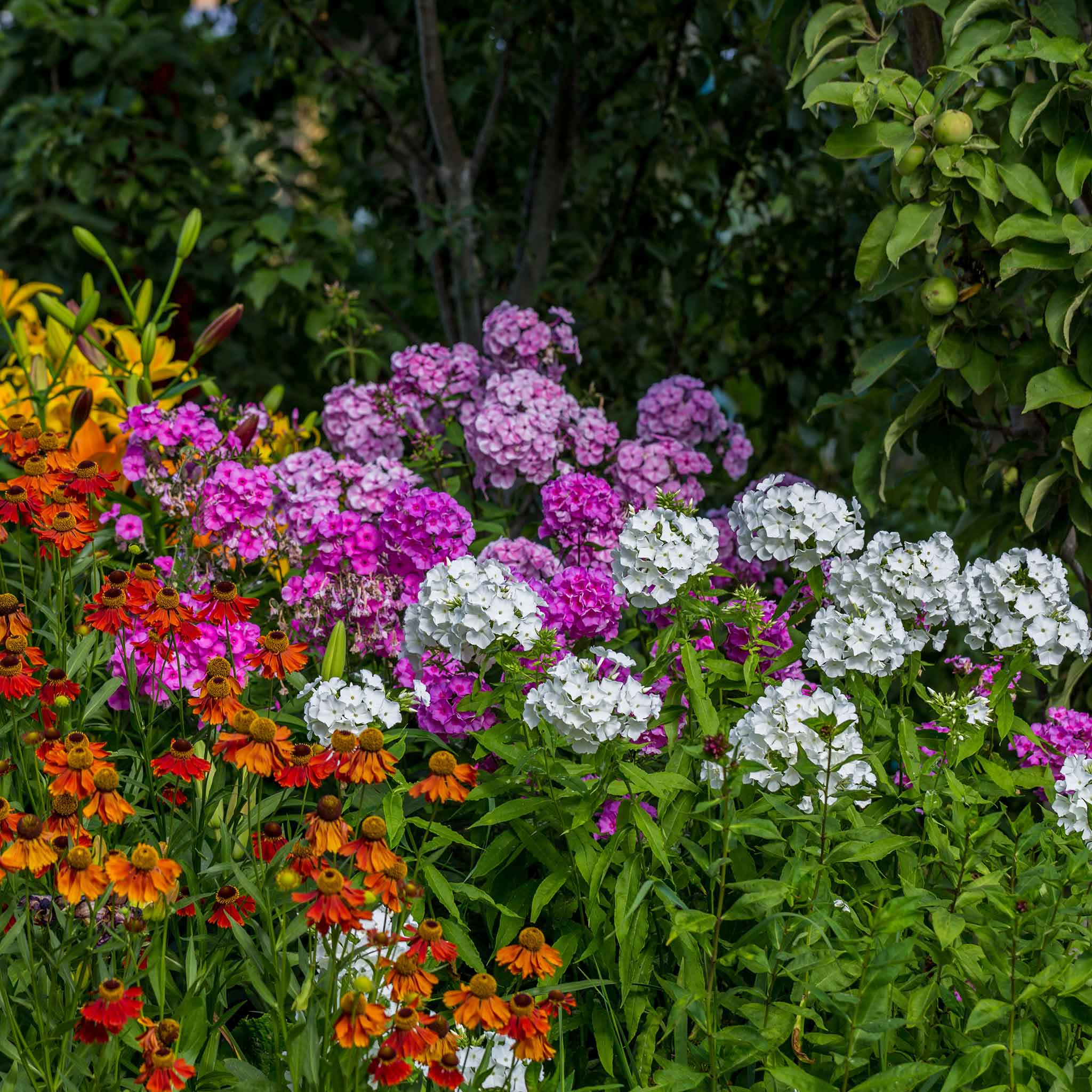 Phlox Seeds - Garden Phlox Mix