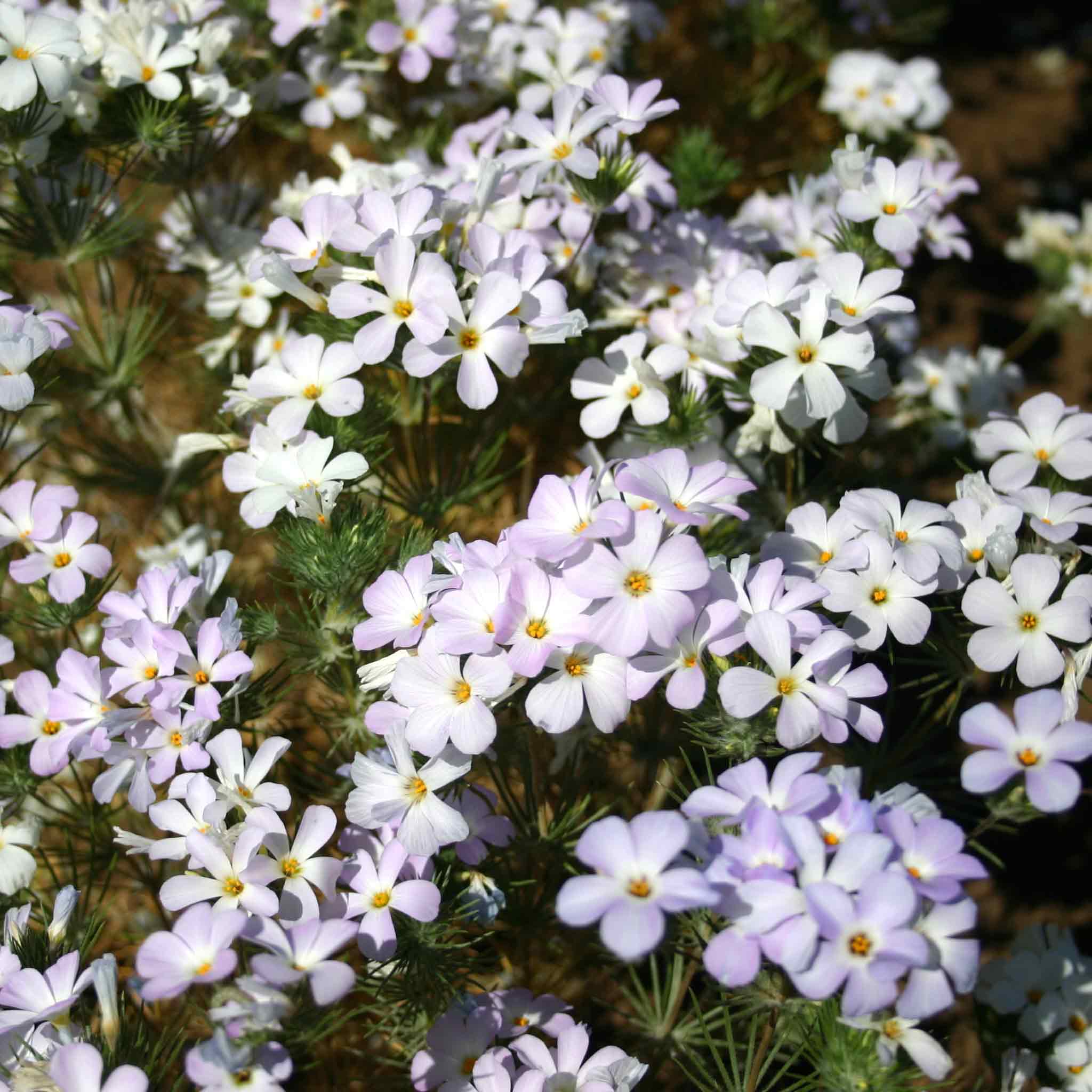 Phlox Seeds - Montain Phlox