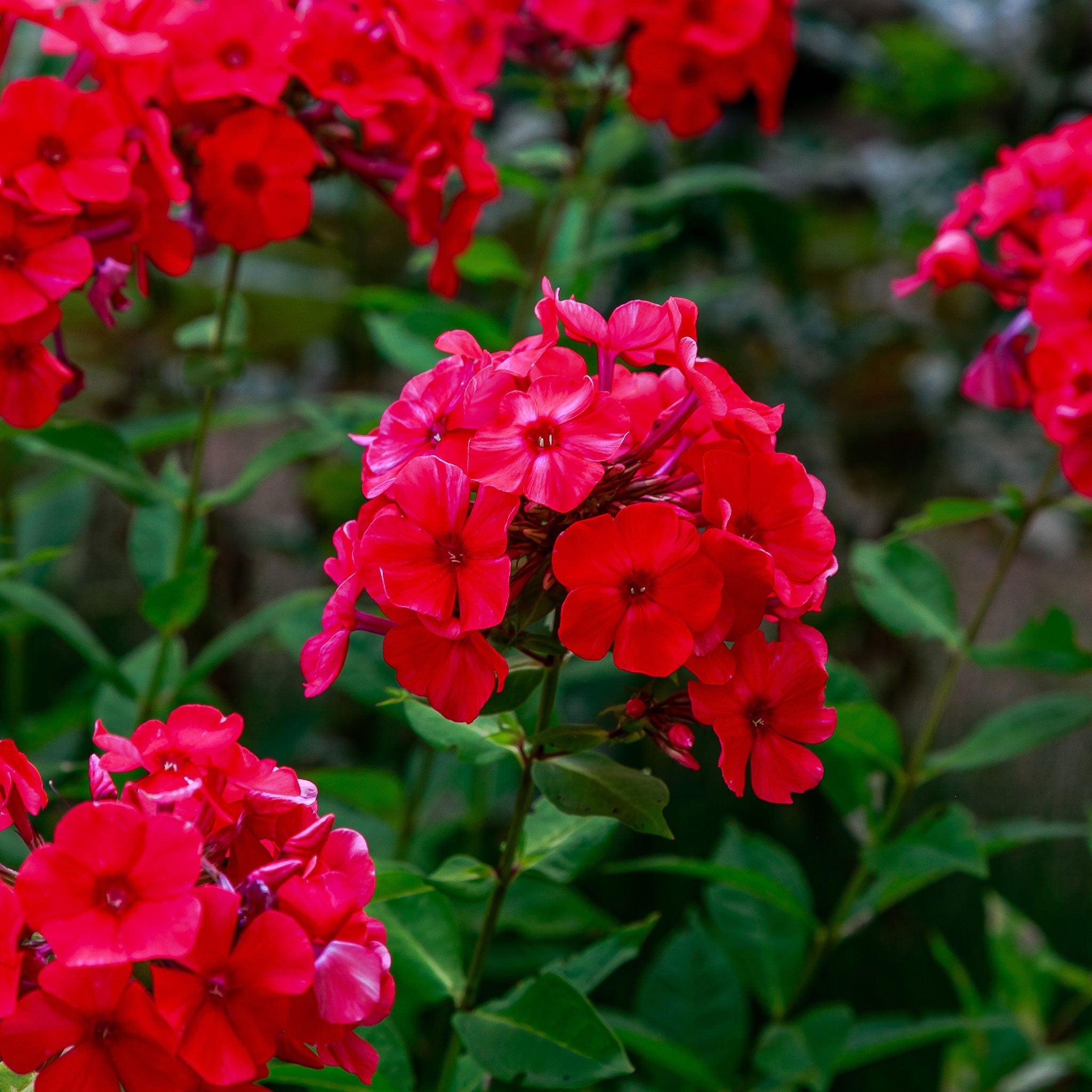 Annual Phlox Seeds - Red