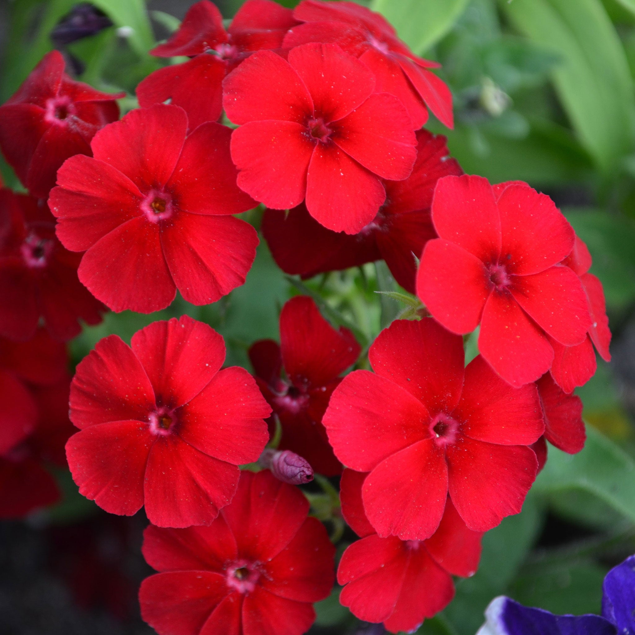 Annual Phlox Seeds - Red