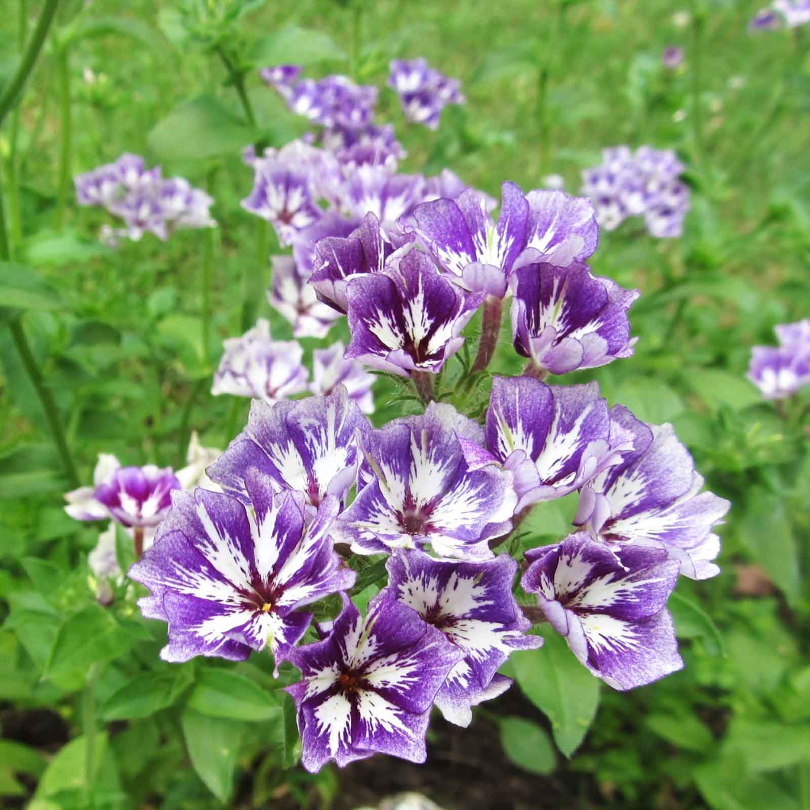 Phlox Seeds - Sugar Star