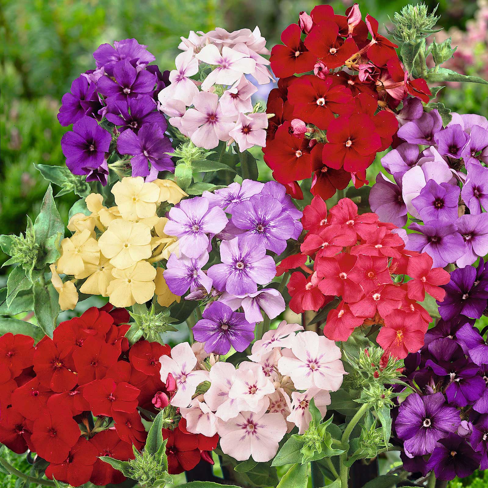 Annual Phlox Seeds - Tall Mix