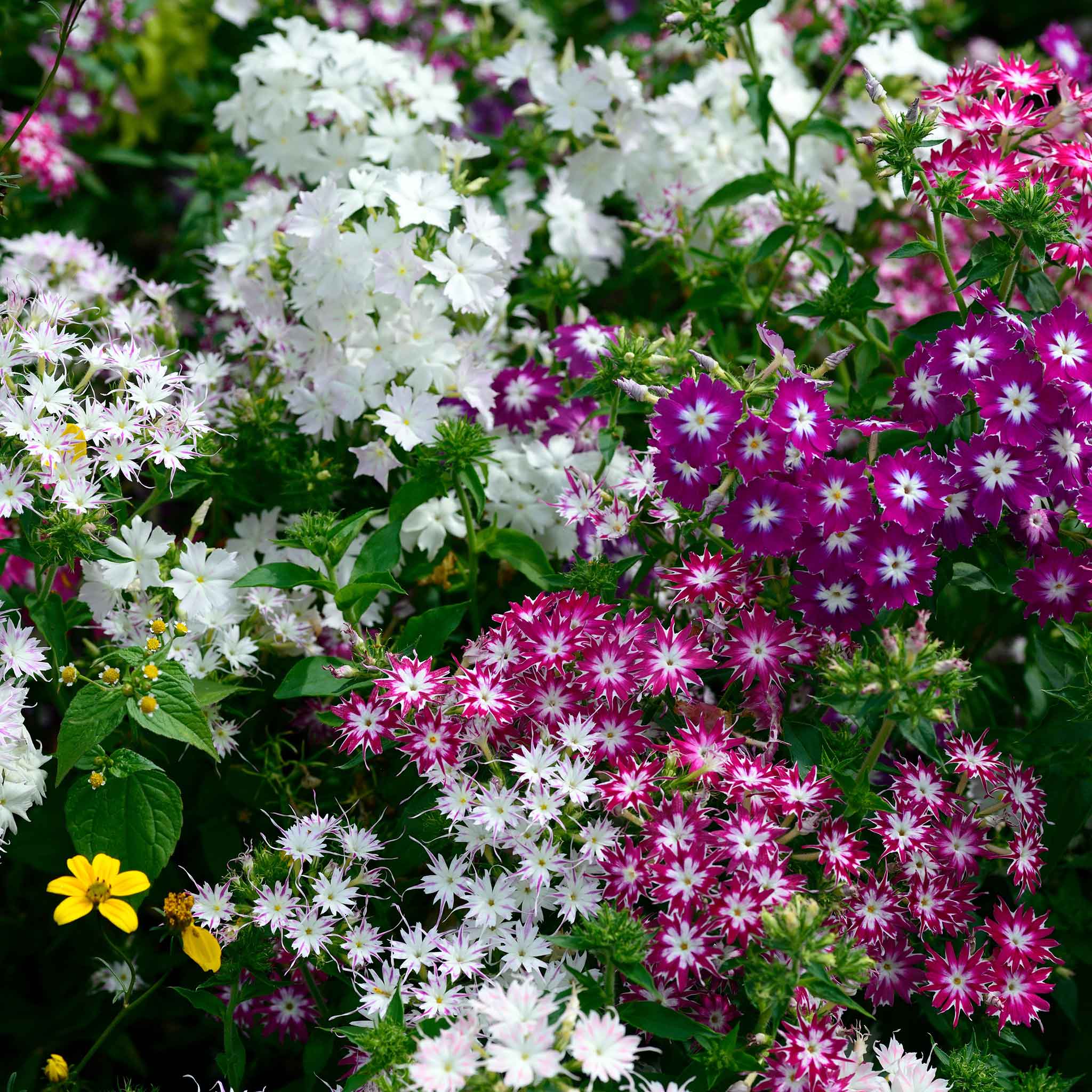 Annual Phlox Seeds - Twinkle Mix