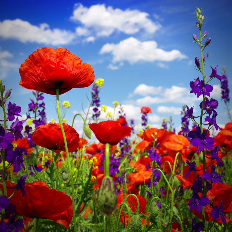 Power Couple - Poppy & Delphinium Flower Seed Mix