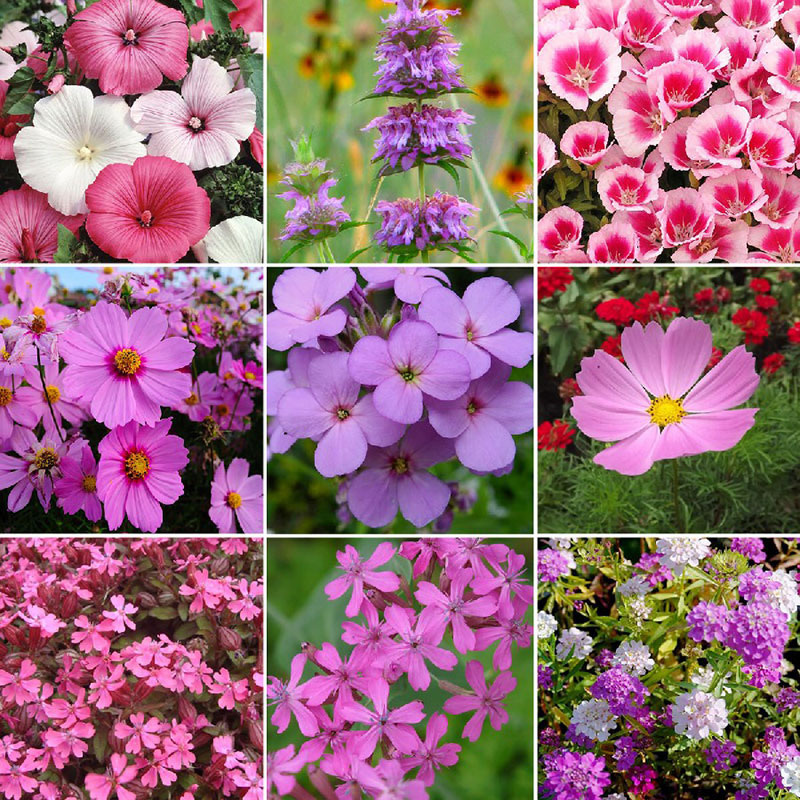 Pretty in Pink - Exclusive Pink Wildflower Seed Mix