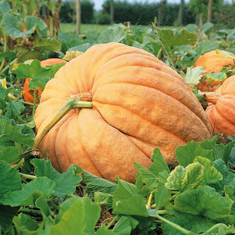 Pumpkin Seeds - Atlantic Giant