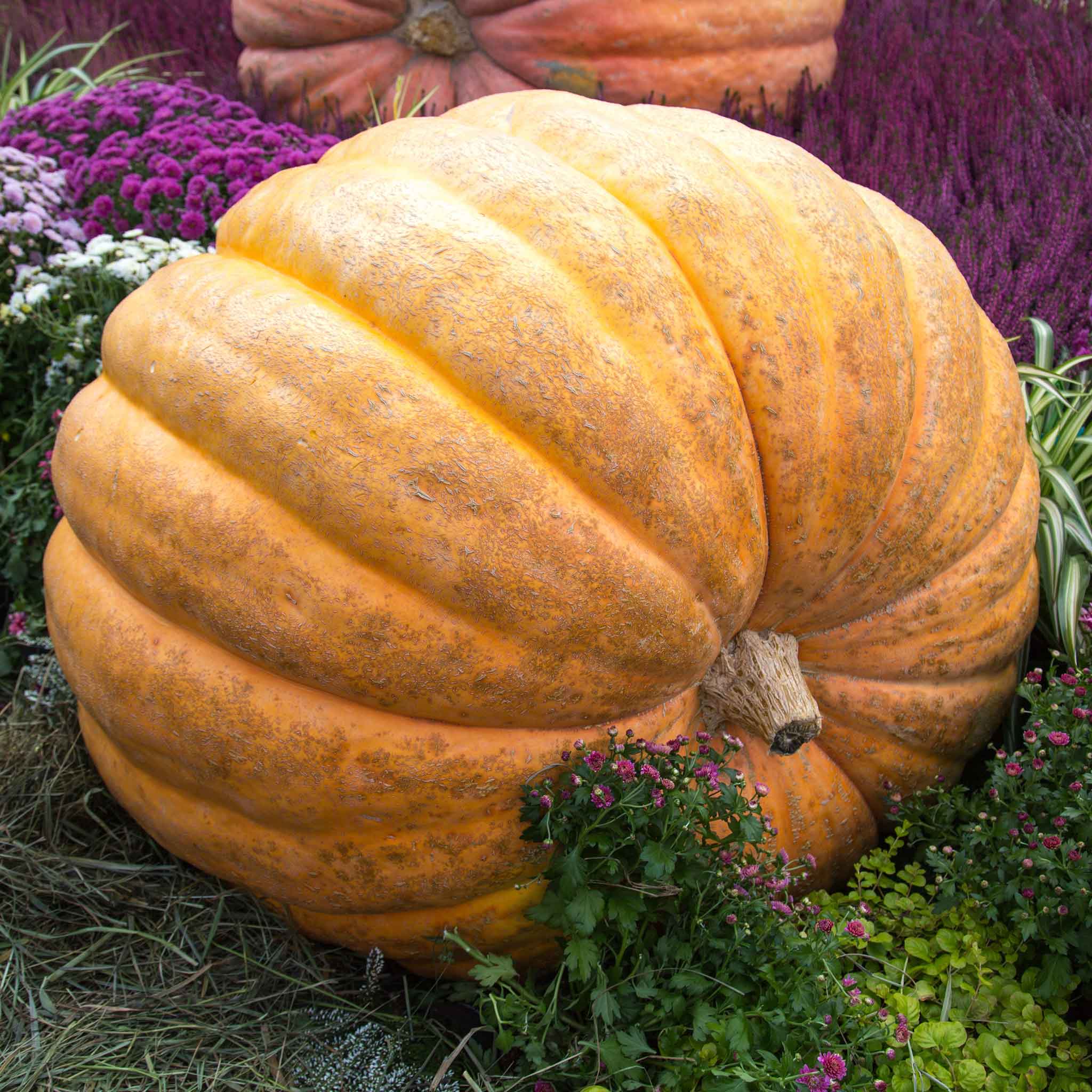 Pumpkin Seeds - Atlantic Giant