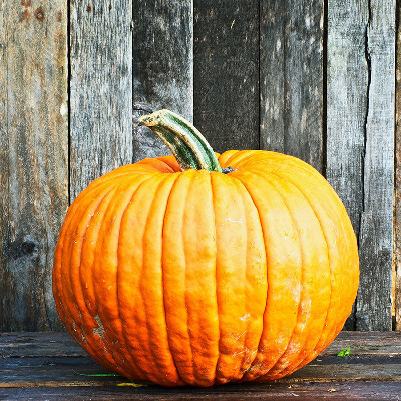 Pumpkin Seeds - Connecticut Field