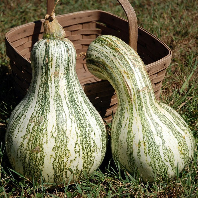 Pumpkin Seeds - Cushaw Green-Striped