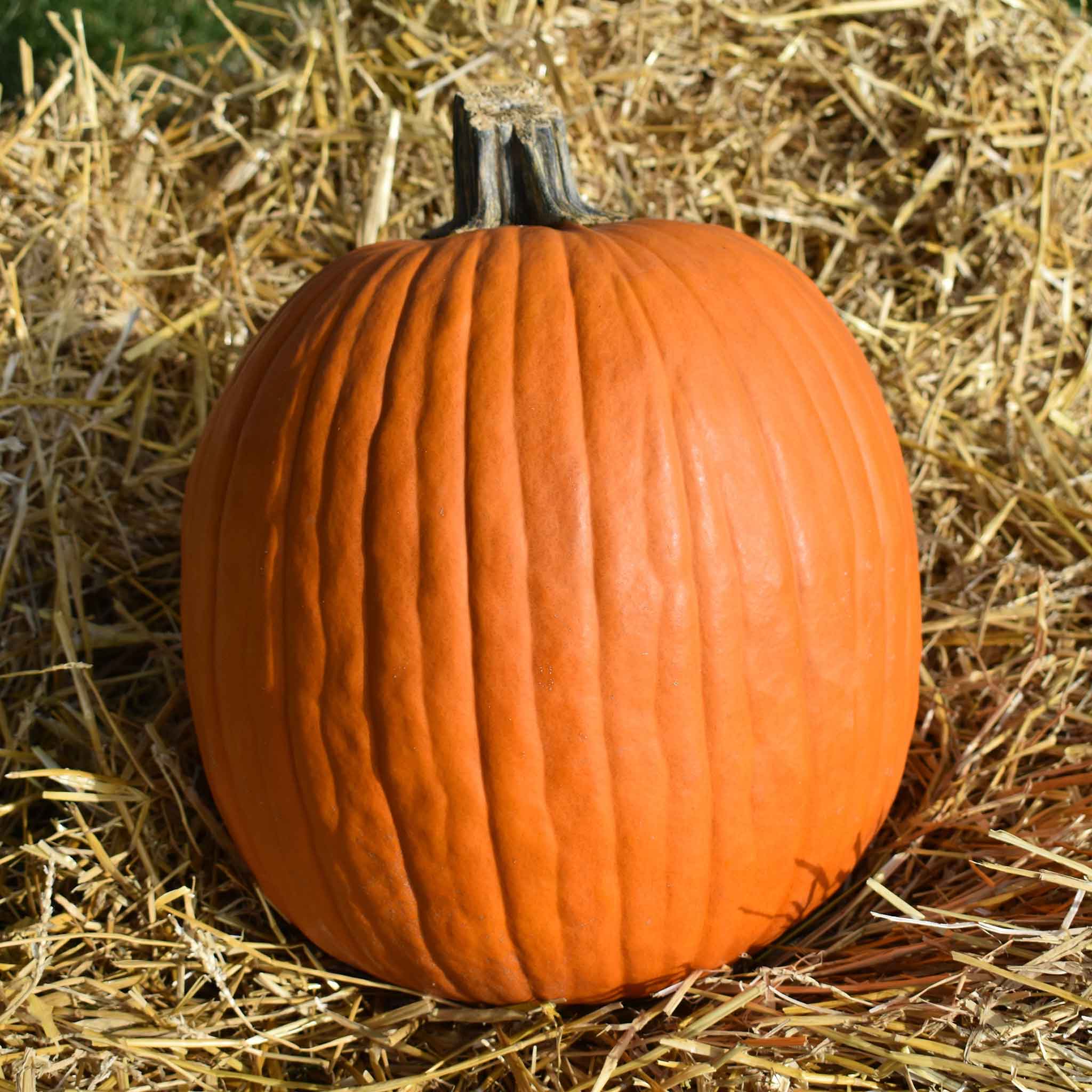 Pumpkin Seeds - Jack OLantern