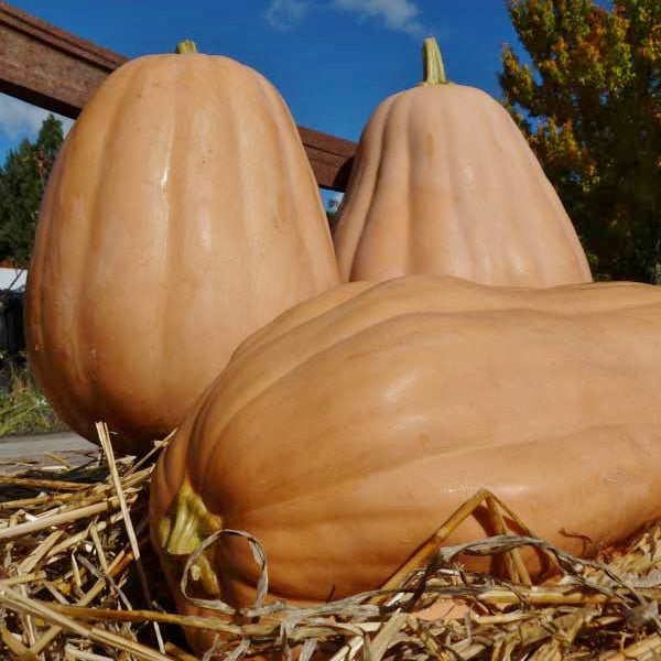 Pumpkin Seeds - Kentucky Field