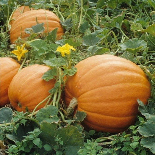 Pumpkin Seeds - Mammoth Gold