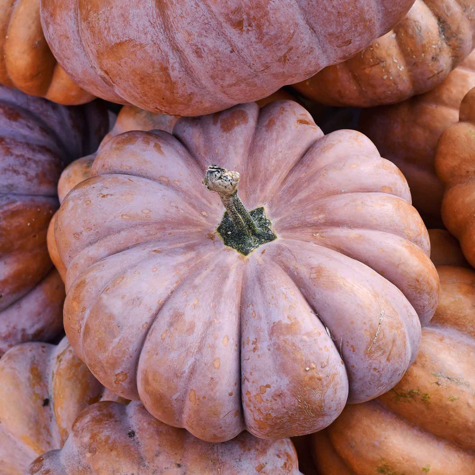 Pumpkin Seeds - Musquee de Provence