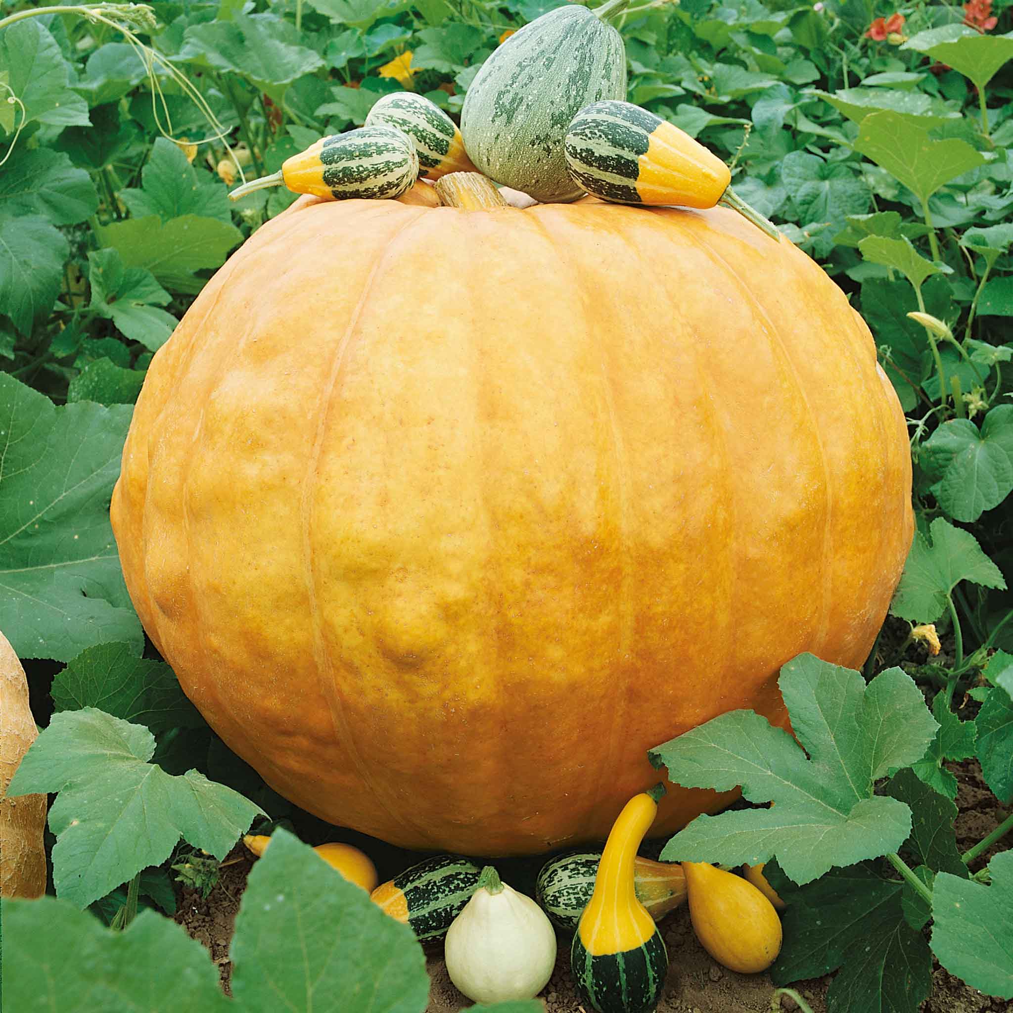 Organic Pumpkin Seeds - Big Max