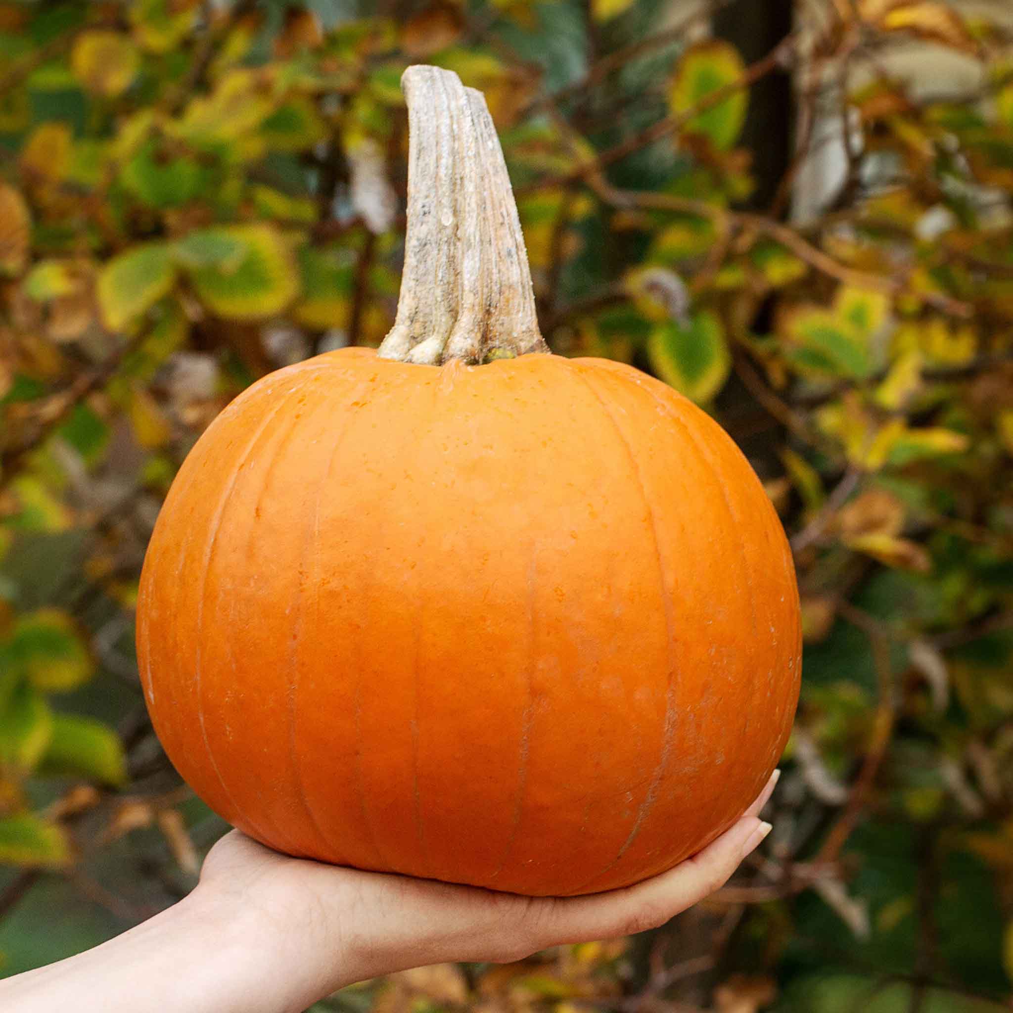 Organic Pumpkin Seeds - Small Sugar