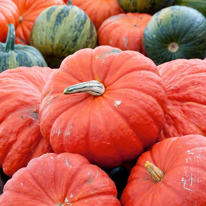 Pumpkin Seeds - Rouge Vif d'Etampes