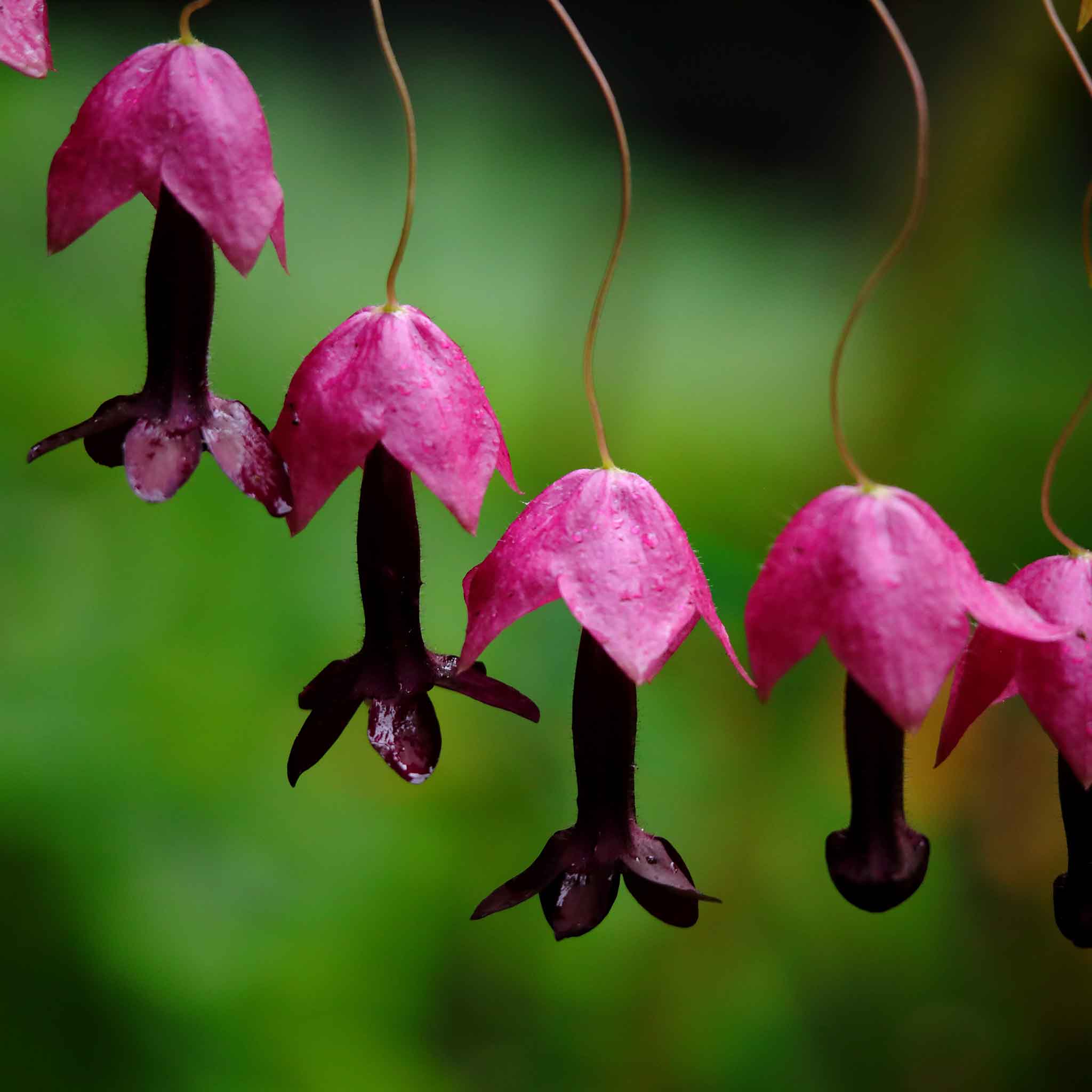 Purple Bell Vine Seeds