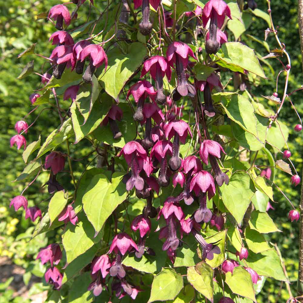 Purple Bell Vine Seeds