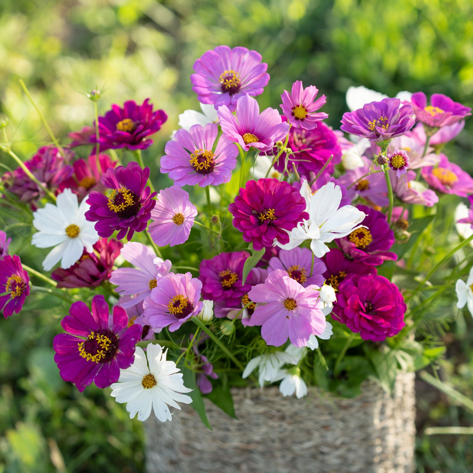 Purple Rain - Purple & White Flower Seed Mix