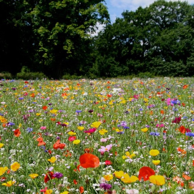 Rugged Beauty Seed Mix